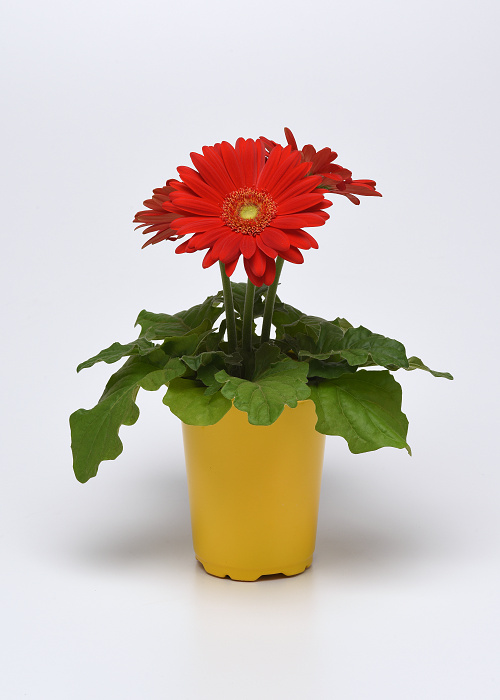 Gerbera jamesonii Colorbloom Red Light Eye 1000 semien